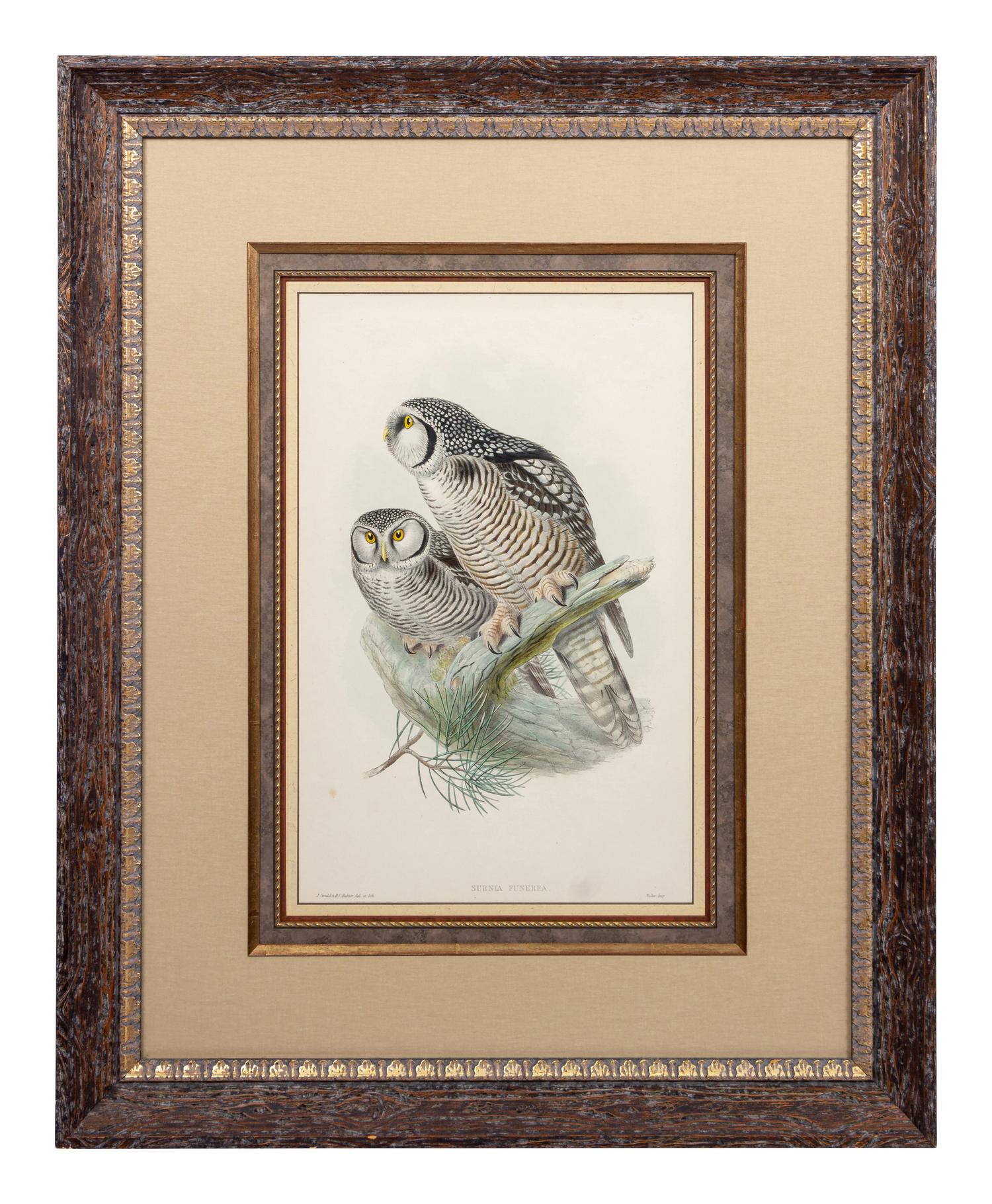 GOULD, John (1804-1881), after [Hawk Owl] Surnia Funerea