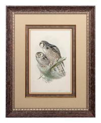 GOULD, John (1804-1881), after [Hawk Owl] Surnia Funerea