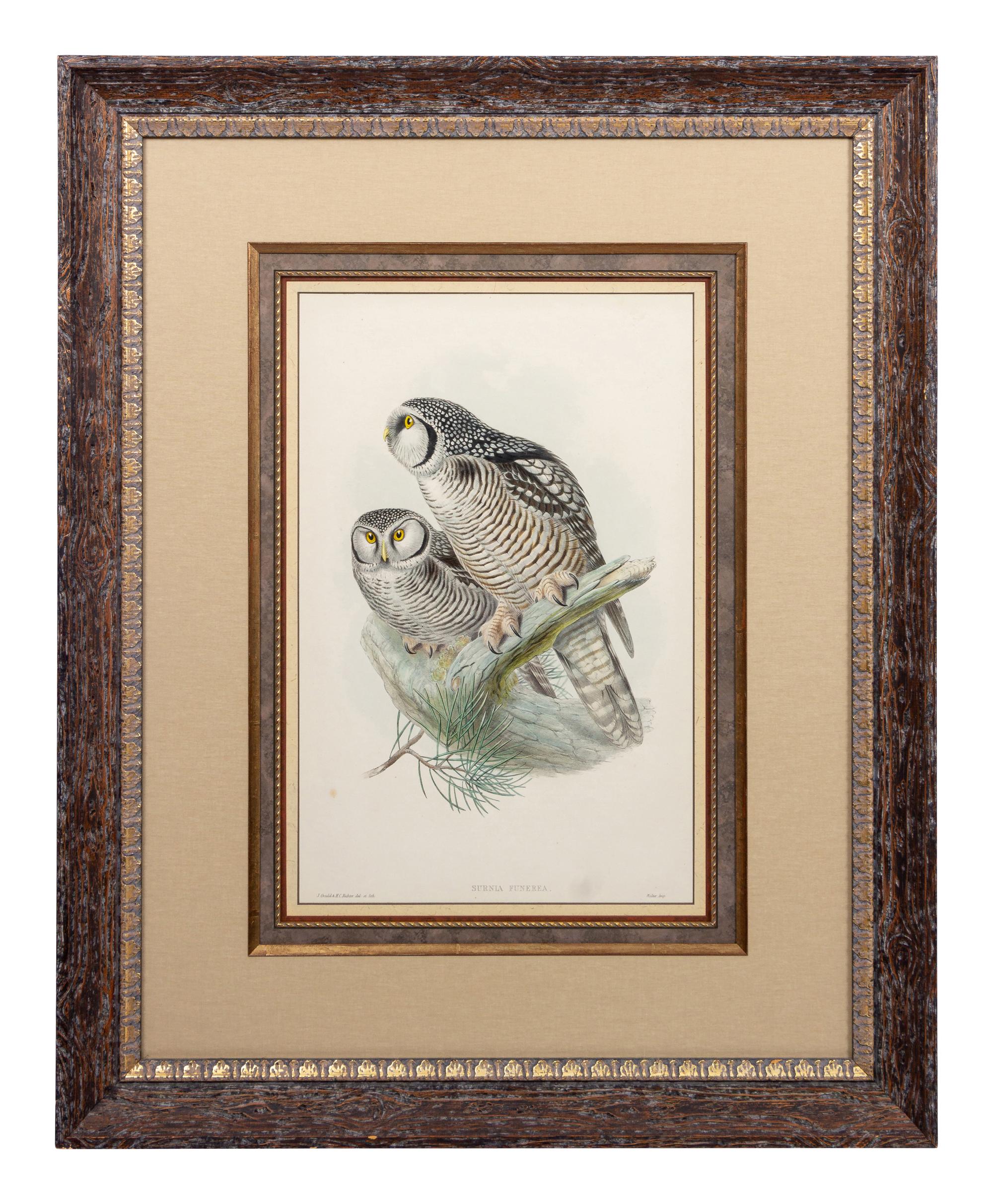 GOULD, John (1804-1881), after [Hawk Owl] Surnia Funerea
