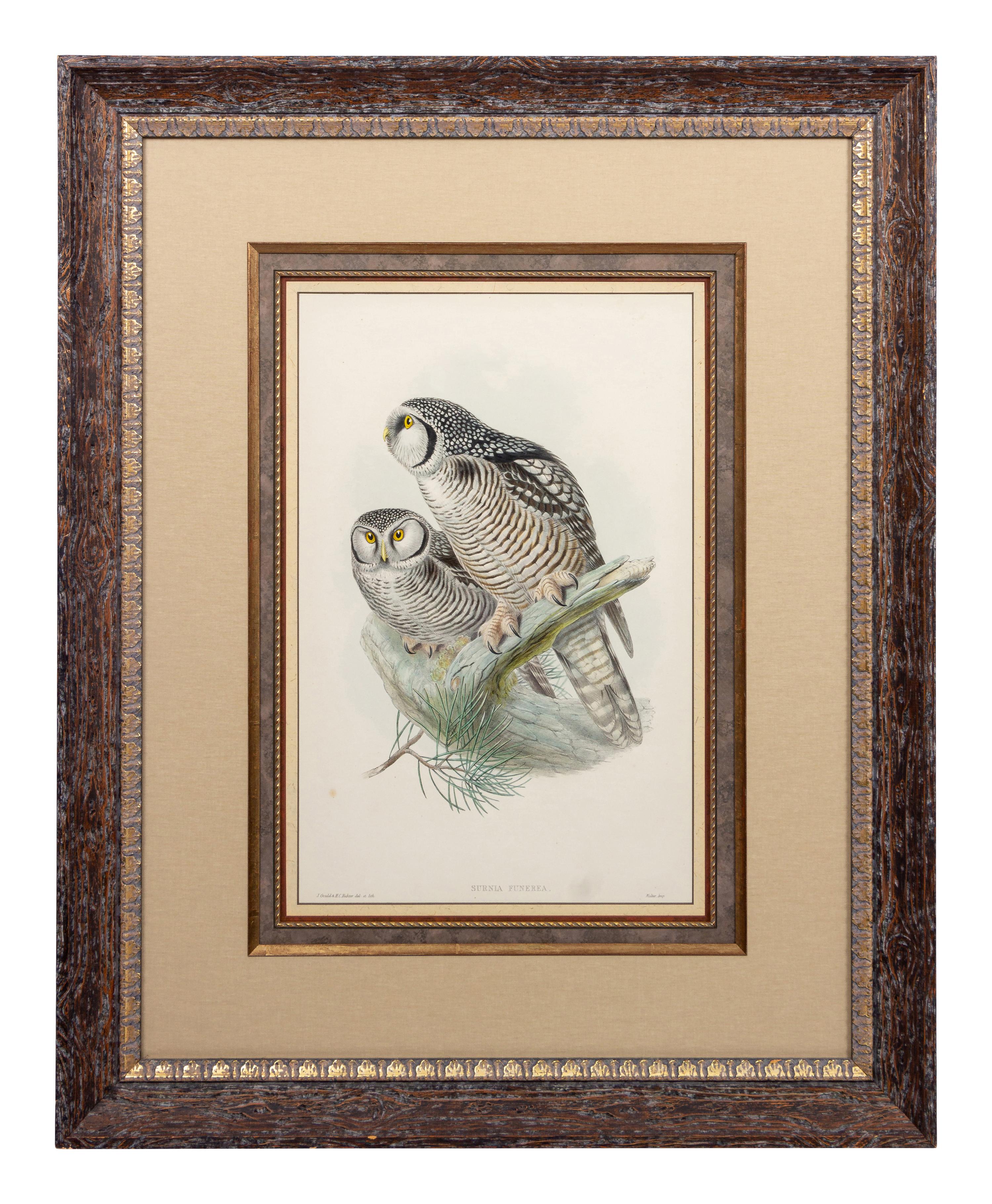 GOULD, John (1804-1881), after [Hawk Owl] Surnia Funerea