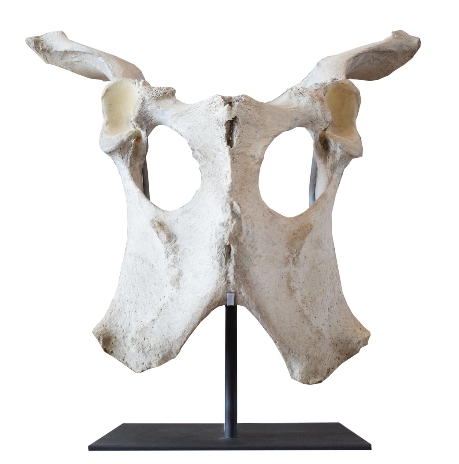 A Moose Pelvis on Custom Mount 20.5" W x 15" D x 20" H — United States, 20th Century