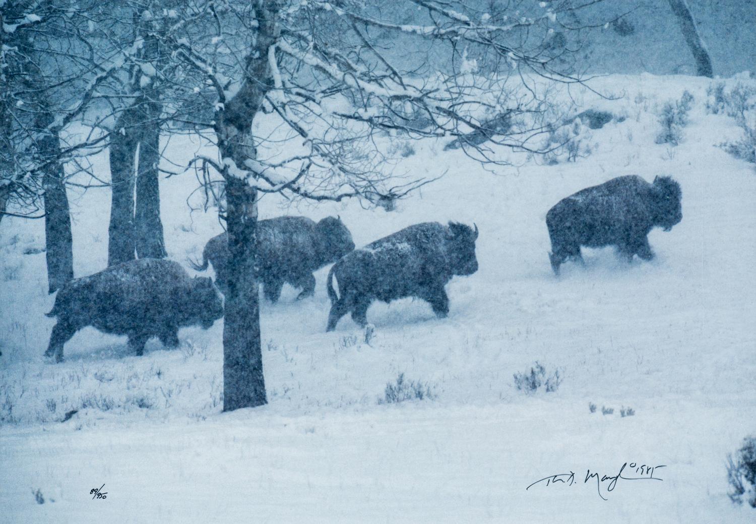 Bison in Snow , edition 89/950