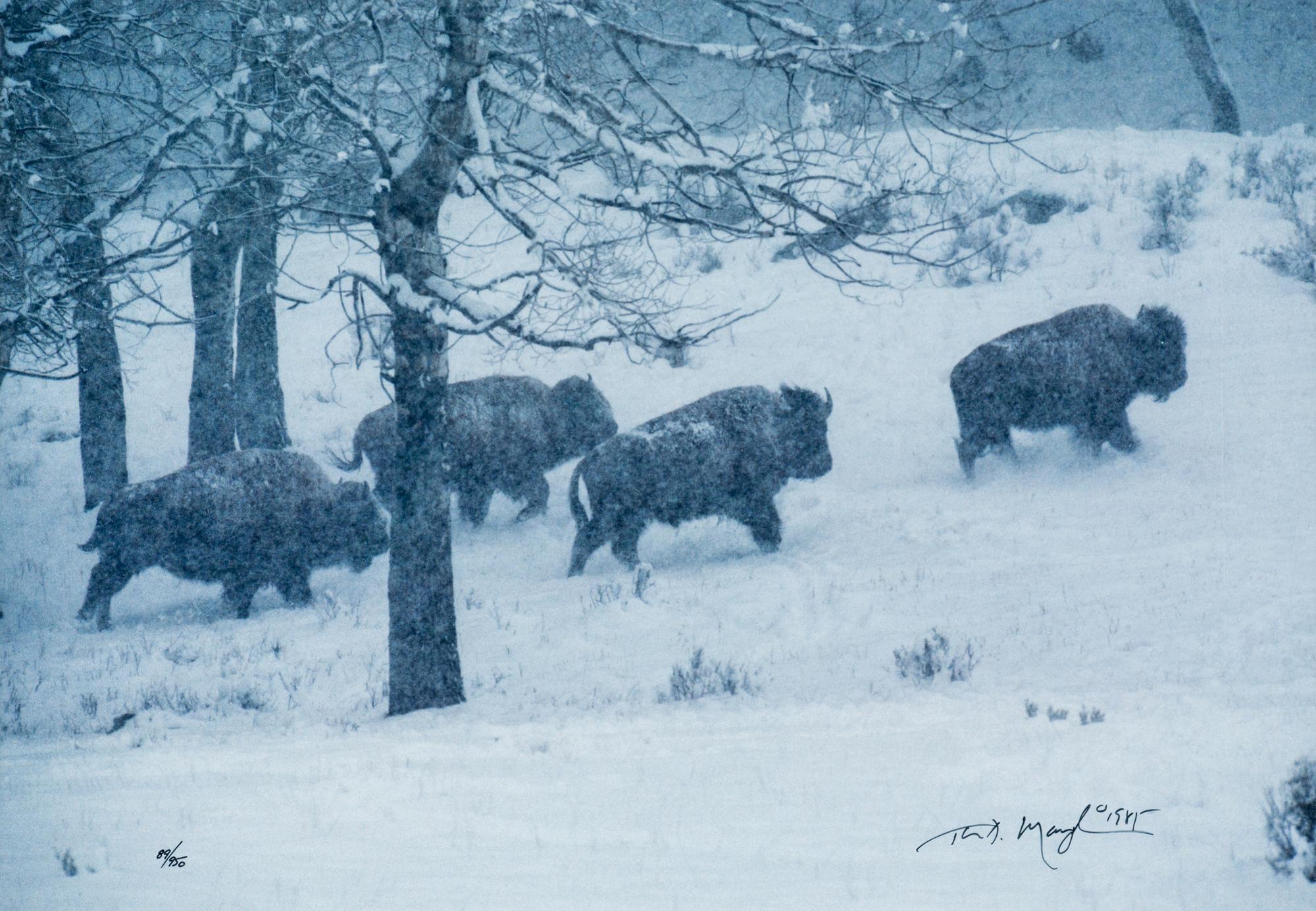 Bison in Snow , edition 89/950