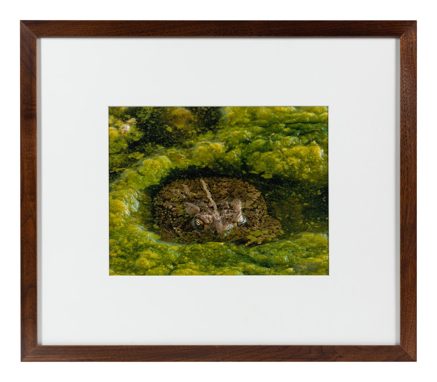Prairie Vision: Images from a Sea of Grass (2002) Twenty Color Photographs