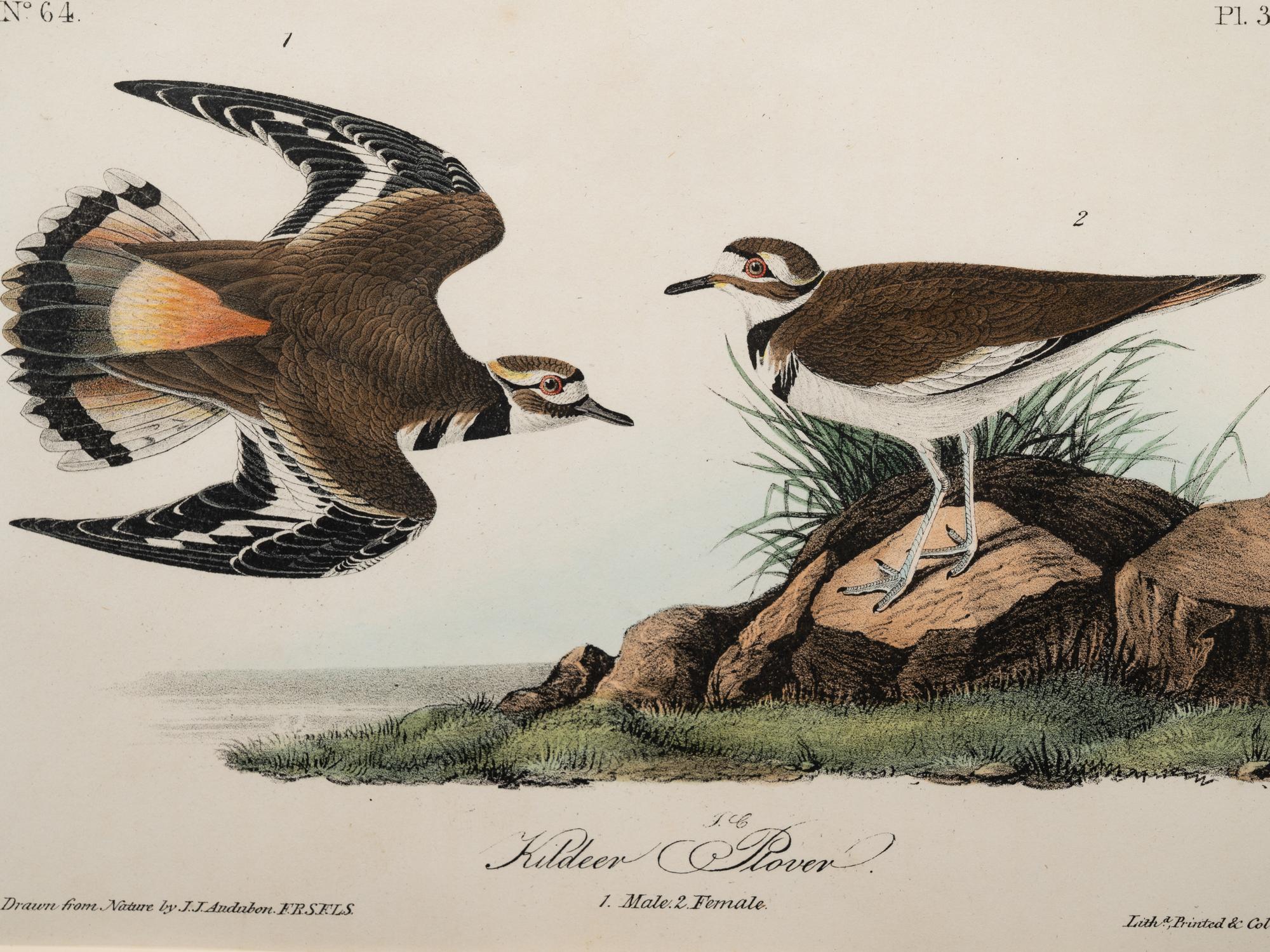 A Group of Four Prints of Aquatic Birds, after John James Audubon (1785-1851)