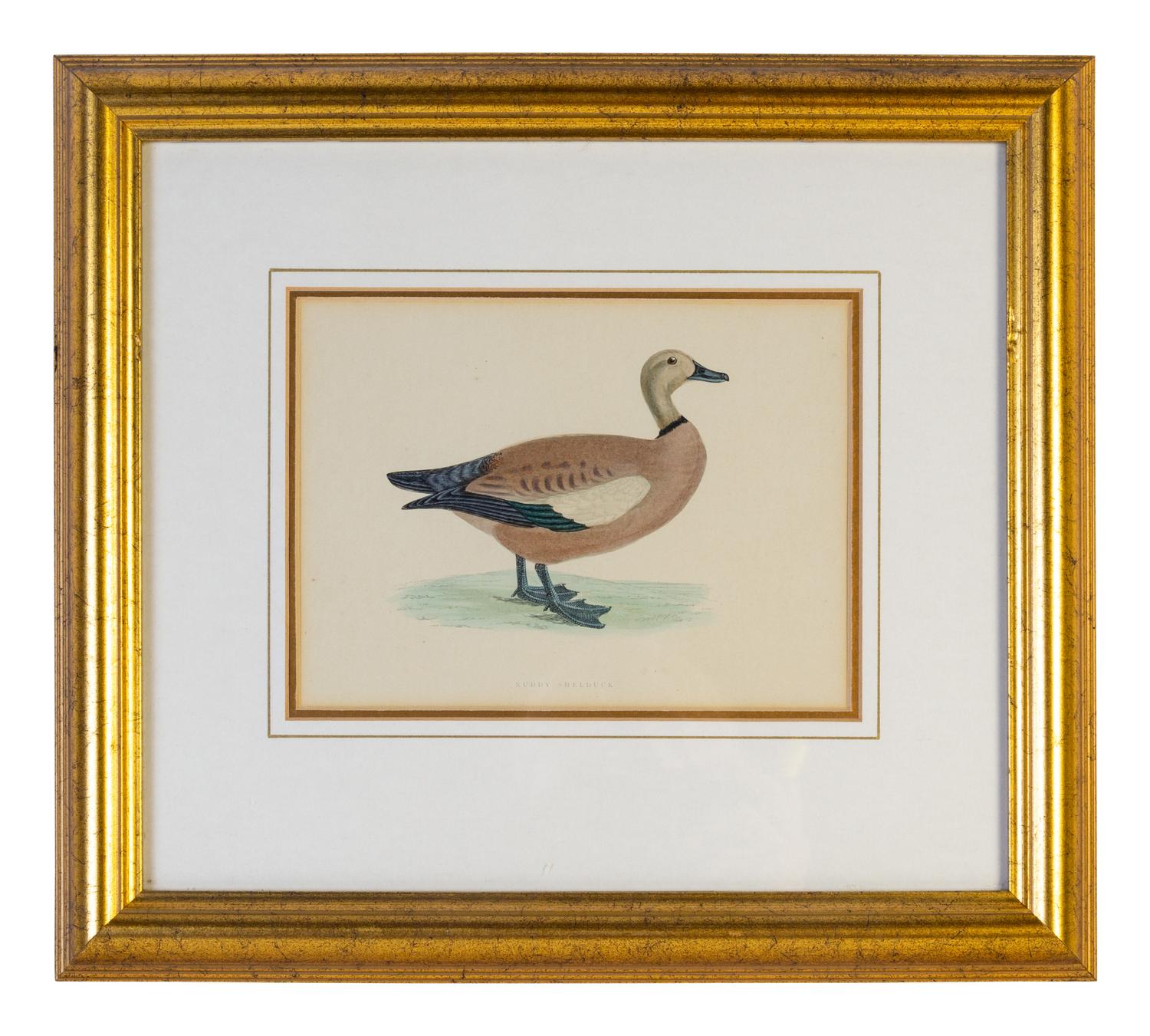 A Group of Twelve Framed Ornithological Prints