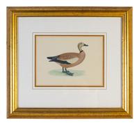 A Group of Twelve Framed Ornithological Prints
