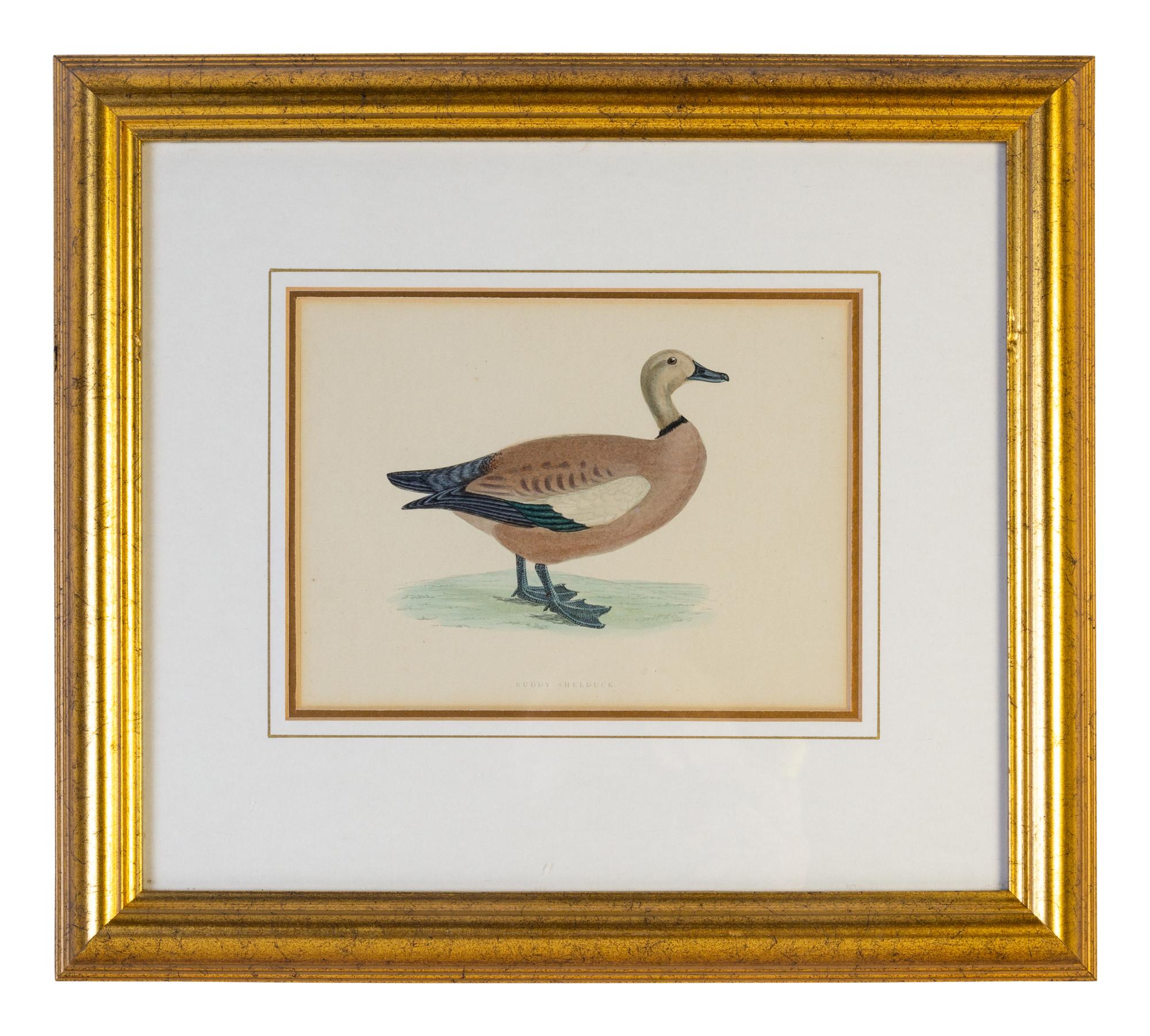 A Group of Twelve Framed Ornithological Prints