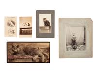 [EARLY PHOTOGRAPHY]. 9 mounted photographs of cats, incl. examples by SOULE, BURNHAM, and PARTRIDGE.