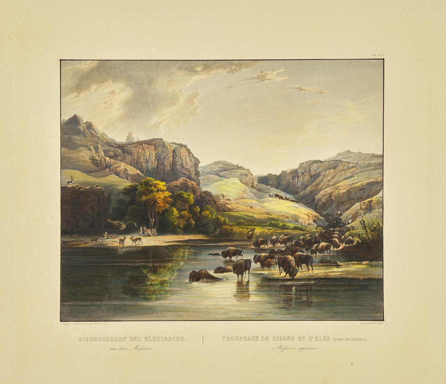 [Native-Americana] Bodmer, Karl. Bisonheerden und Elkhirsche...