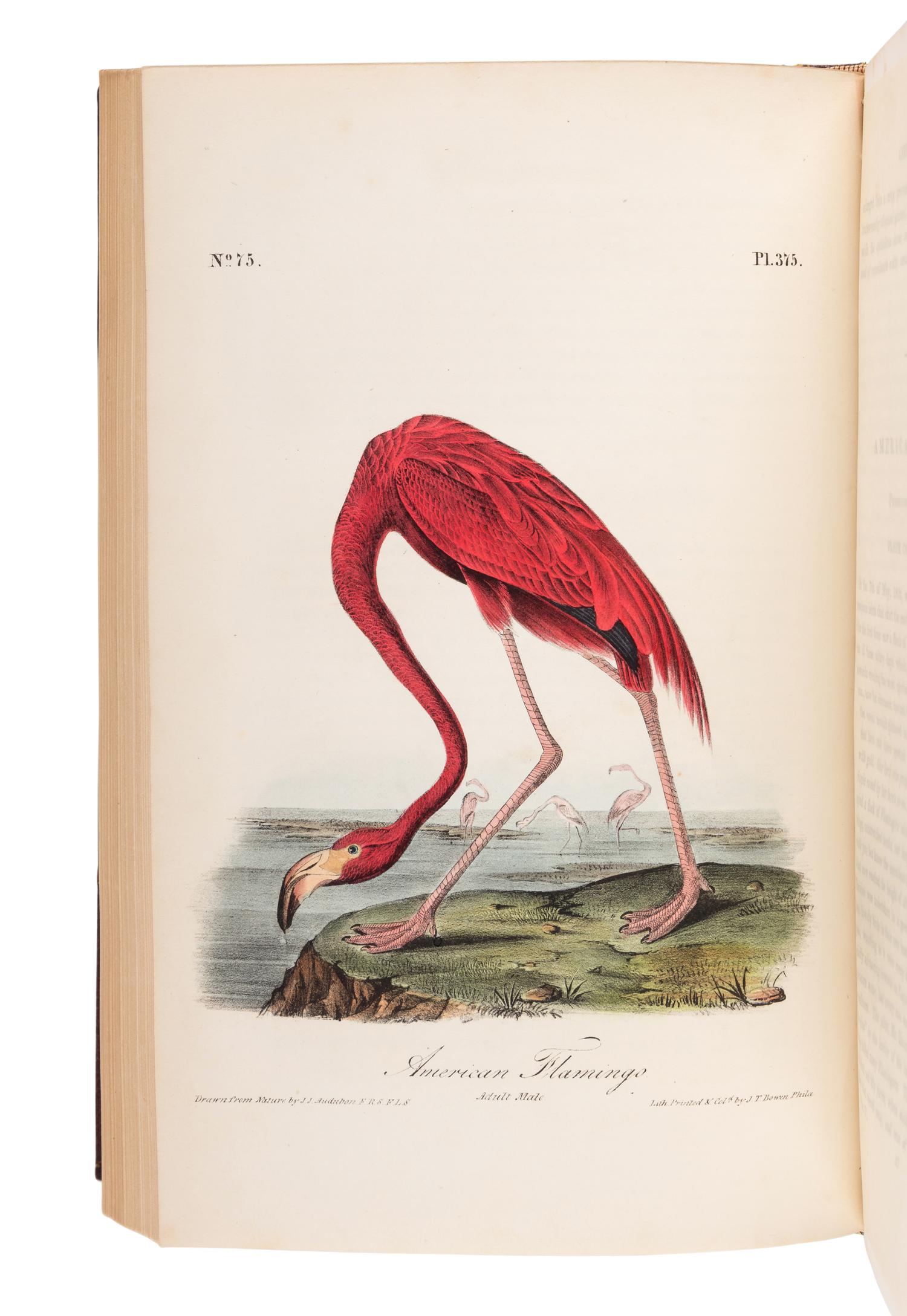 AUDUBON, John James (1785-1851). The Birds of America, from Drawings Made in the United States and their Territories . New York and Philadelphia: J.J. Audubon and J.B. Chevalier, [1839-] 1840-1844.