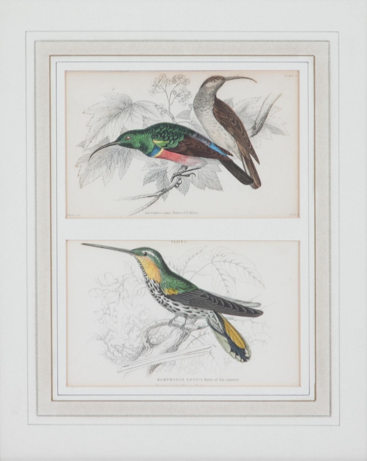 A Set of Seven Hand-colored Bird Engravings Height of largest frame 17 1/2 x width 8 1/2 inches. — After William Home Lizars, (Scottish, 1788-1859)