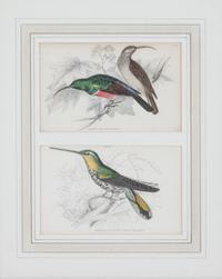 A Set of Seven Hand-colored Bird Engravings Height of largest frame 17 1/2 x width 8 1/2 inches. — After William Home Lizars, (Scottish, 1788-1859)