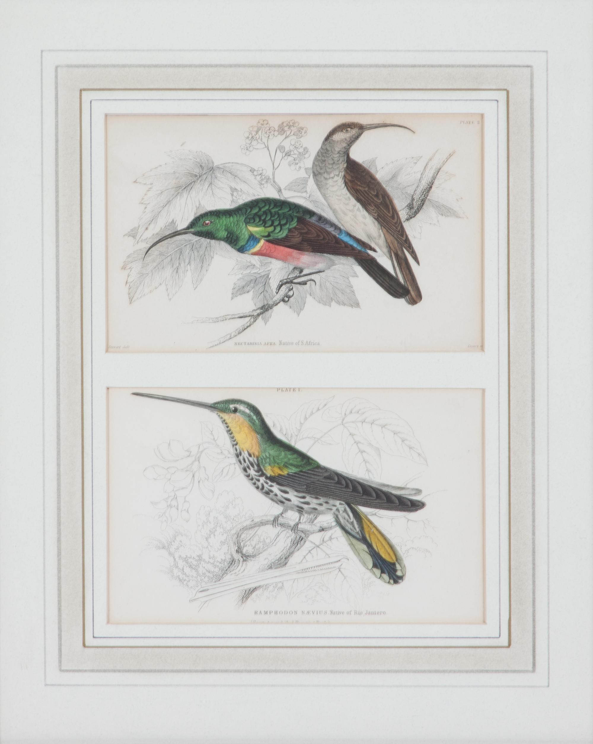 A Set of Seven Hand-colored Bird Engravings Height of largest frame 17 1/2 x width 8 1/2 inches. — After William Home Lizars, (Scottish, 1788-1859)