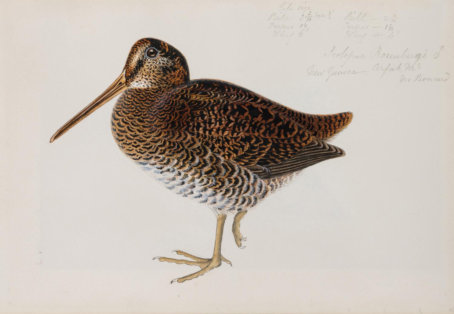 Study of Two Birds , 19th century