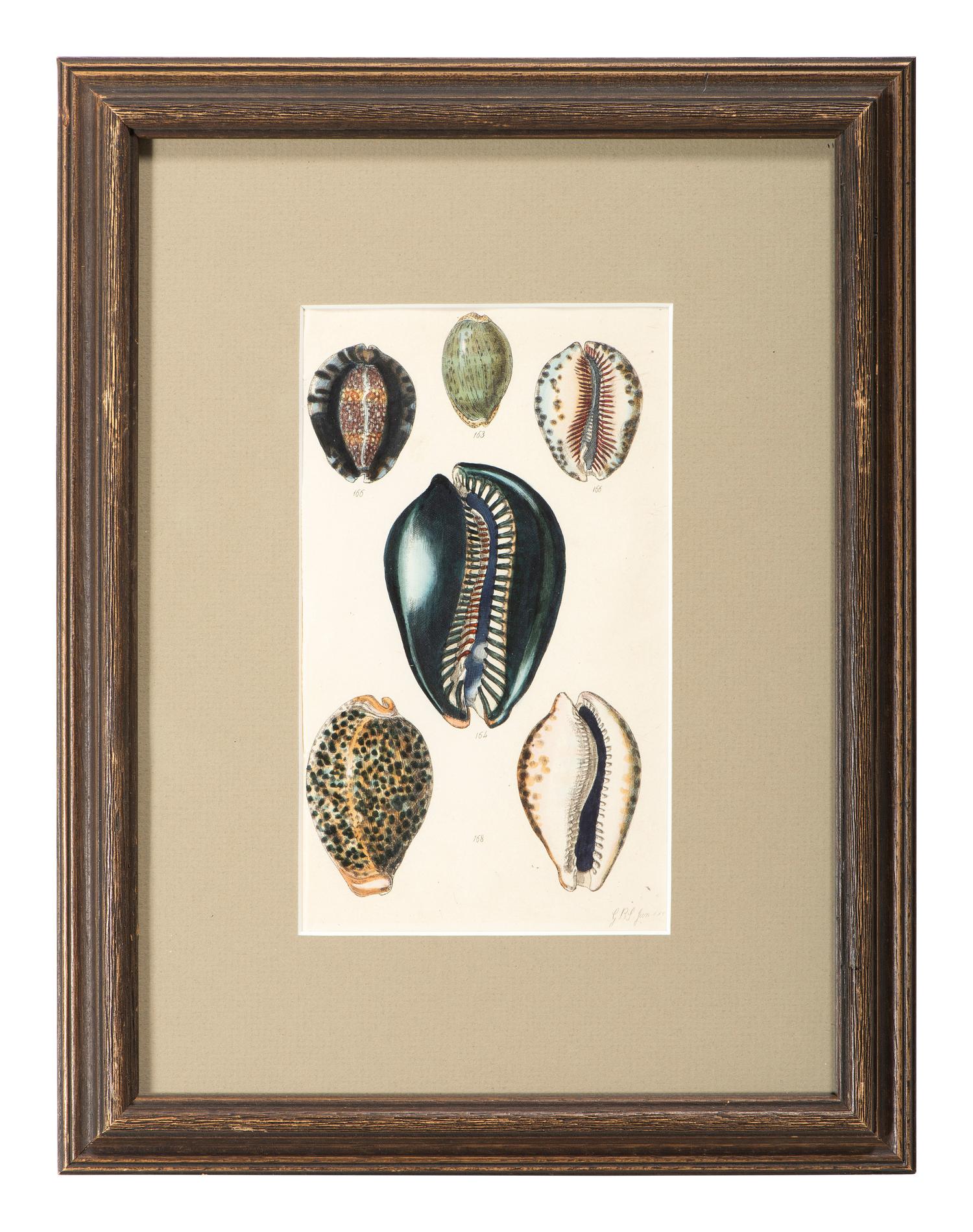 Thirteen Hand-Colored Shell Engravings