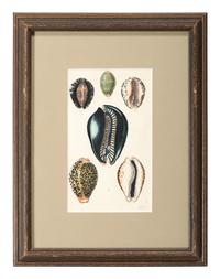 Thirteen Hand-Colored Shell Engravings