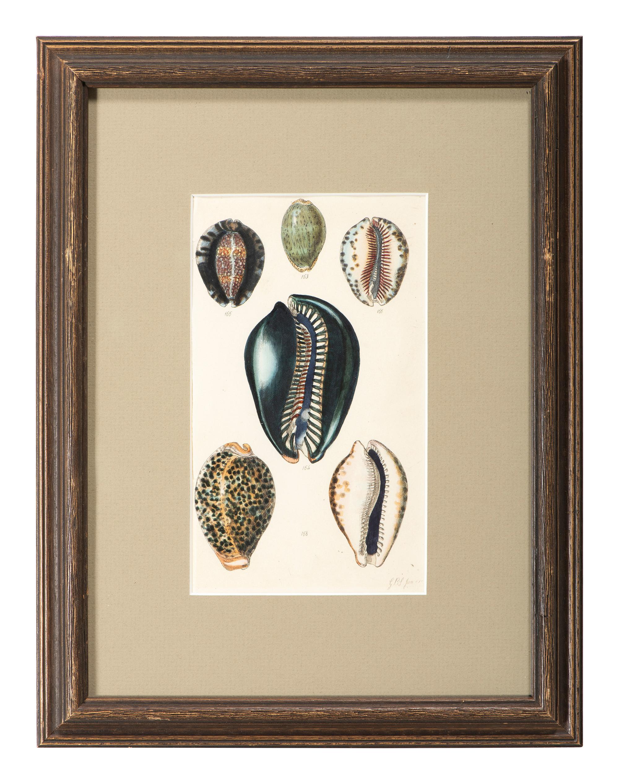 Thirteen Hand-Colored Shell Engravings