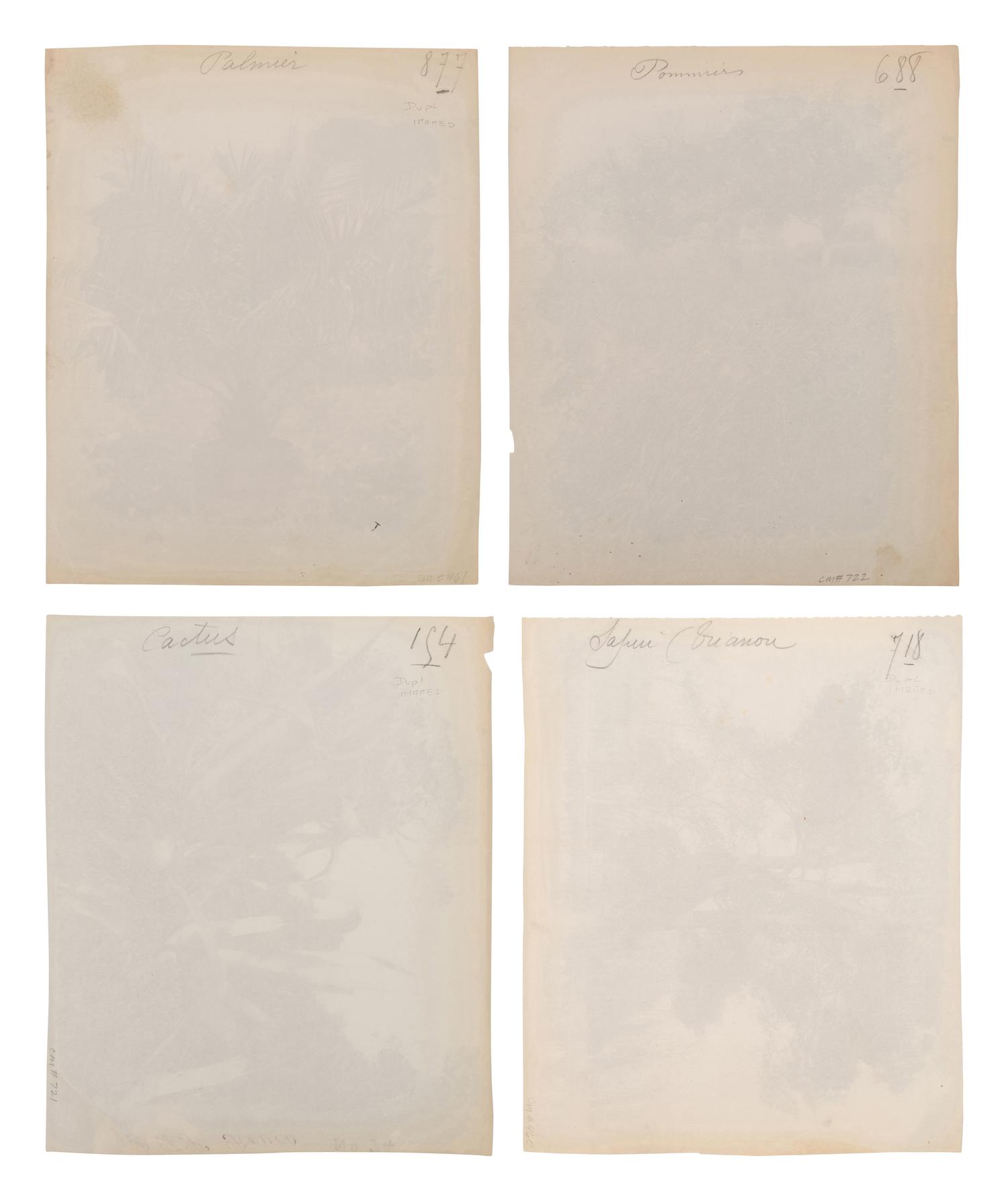 A group of four photographs ( Cactus [Nice], before 1900 ; Pommiers [et blés] , 1910 or earlier; Sapin ([Petit] Trianon , 1910 or earlier; Palmier , before 1900)