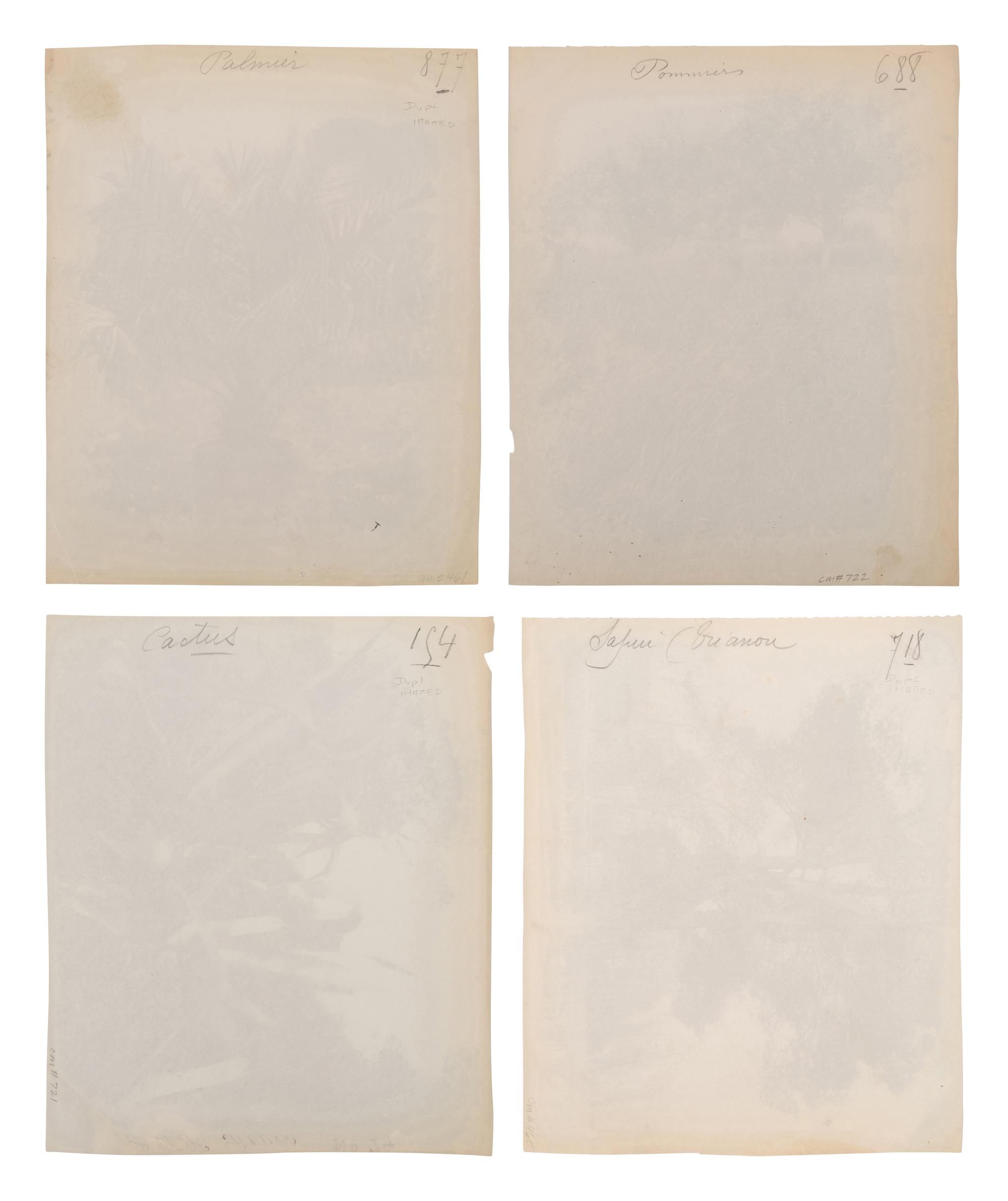 A group of four photographs ( Cactus [Nice], before 1900 ; Pommiers [et blés] , 1910 or earlier; Sapin ([Petit] Trianon , 1910 or earlier; Palmier , before 1900)