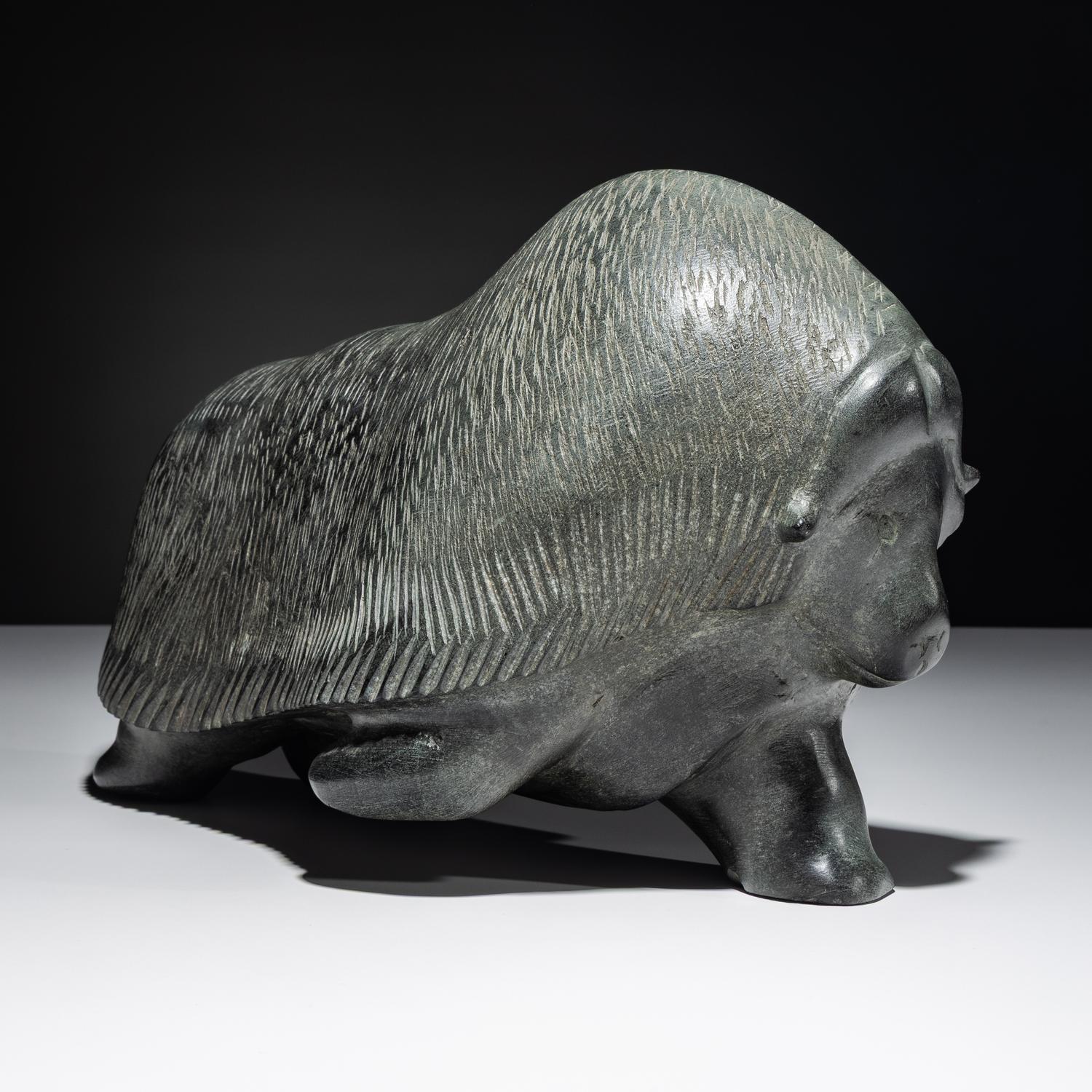 Muskox , Exhibited and Published