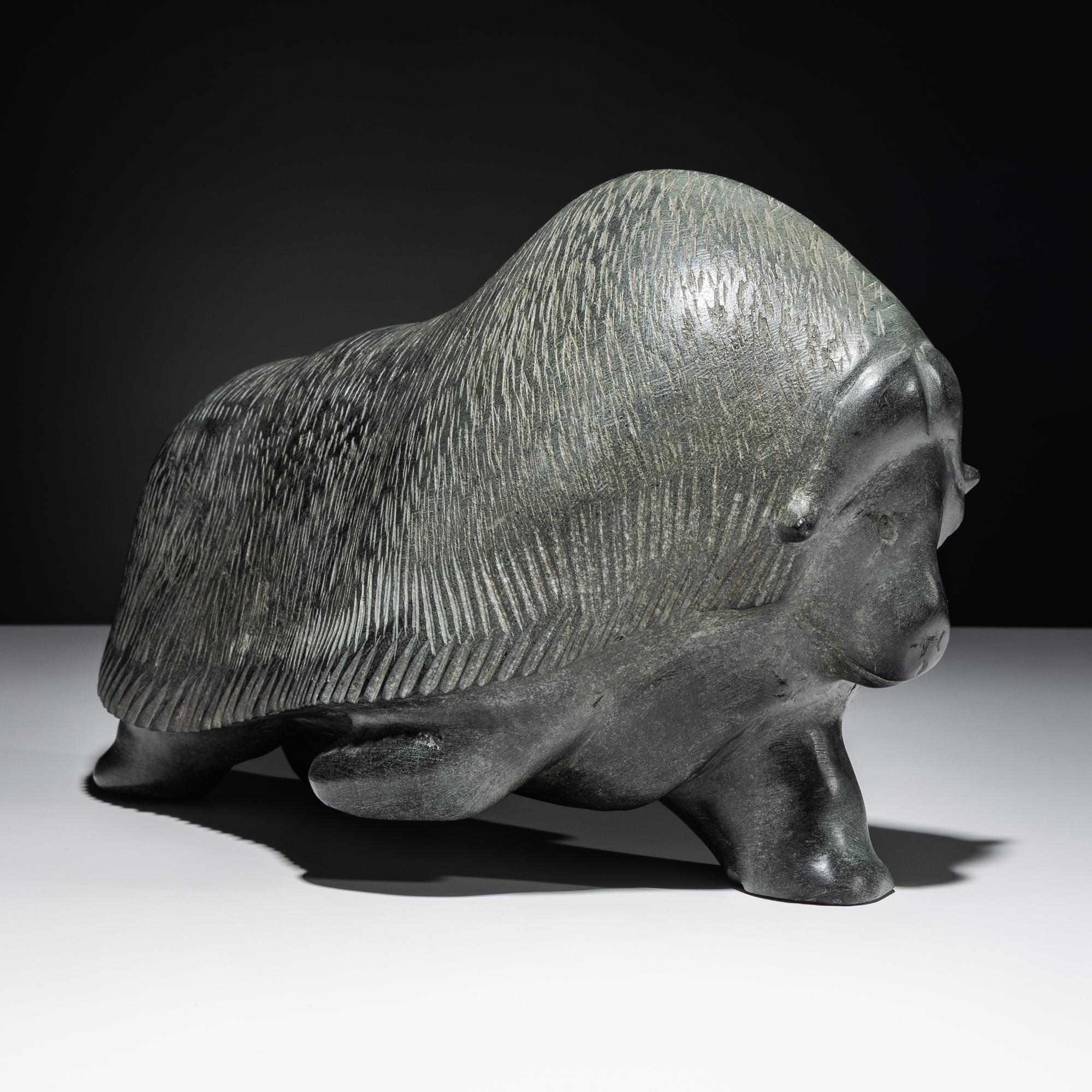 Muskox , Exhibited and Published