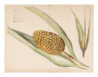 Hendrik Adriaan van Rheede tot Drakenstein, publisher (Dutch, active ca 1678-1693). 6 engraved plates from Hortus Indicus Malabaricus . [Amsterdam, ca 1686].