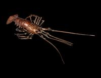 A Japanese Articulated Copper Model of a Crayfish