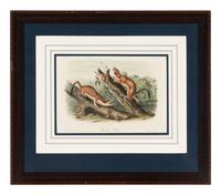 [Prints] Audubon, John James Group of 6 Lithographs from the Quadrupeds of America