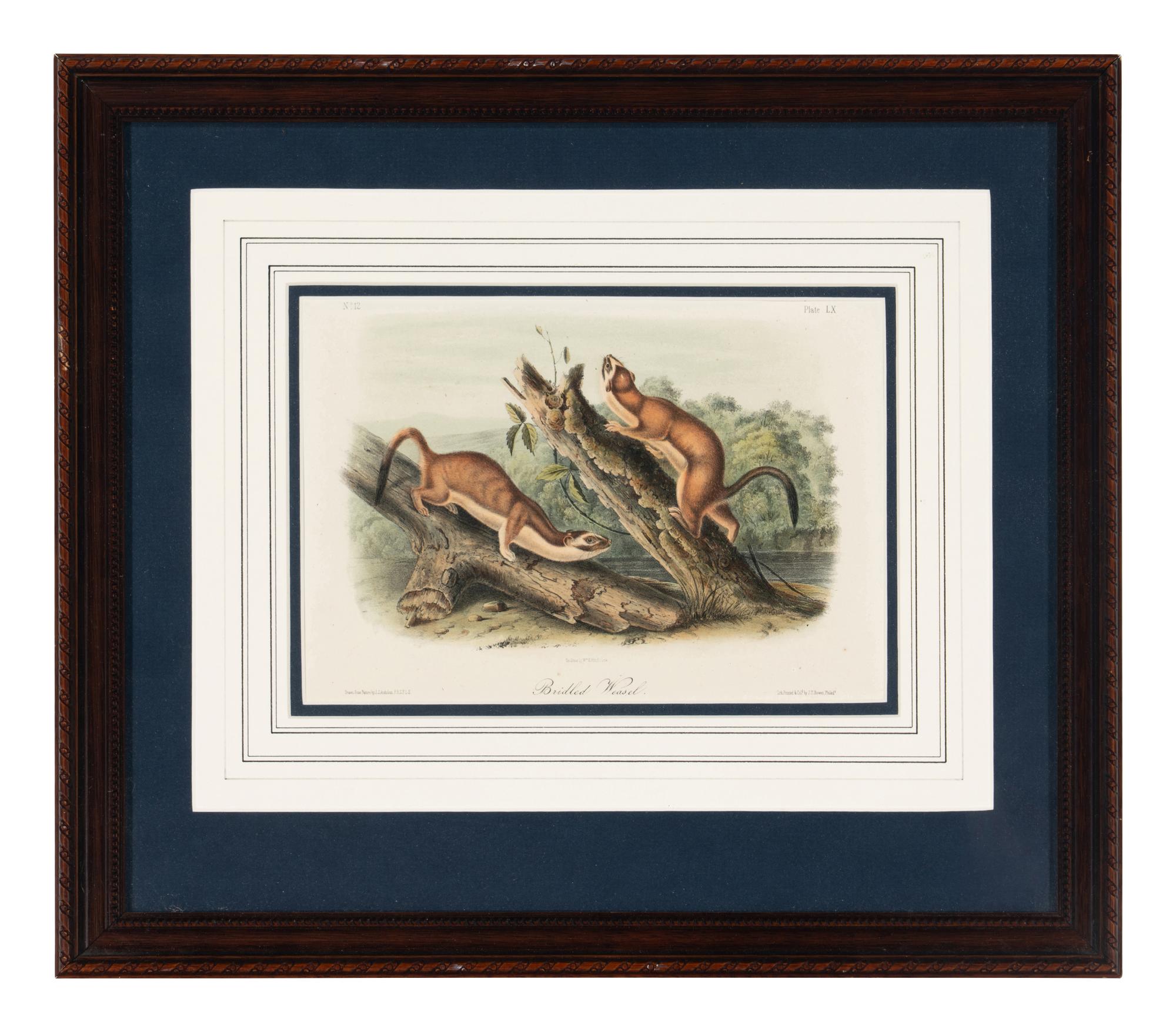[Prints] Audubon, John James Group of 6 Lithographs from the Quadrupeds of America