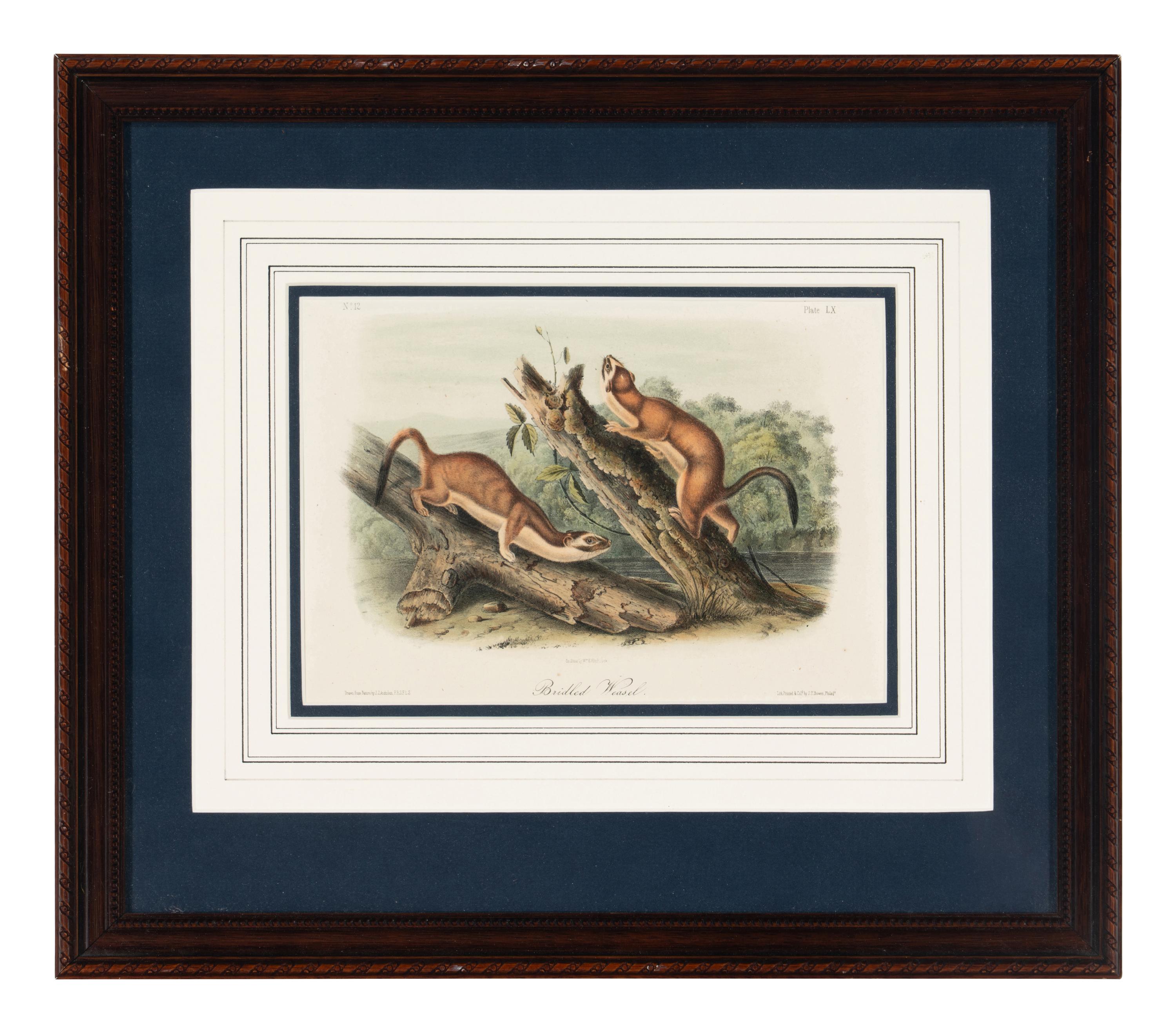 [Prints] Audubon, John James Group of 6 Lithographs from the Quadrupeds of America