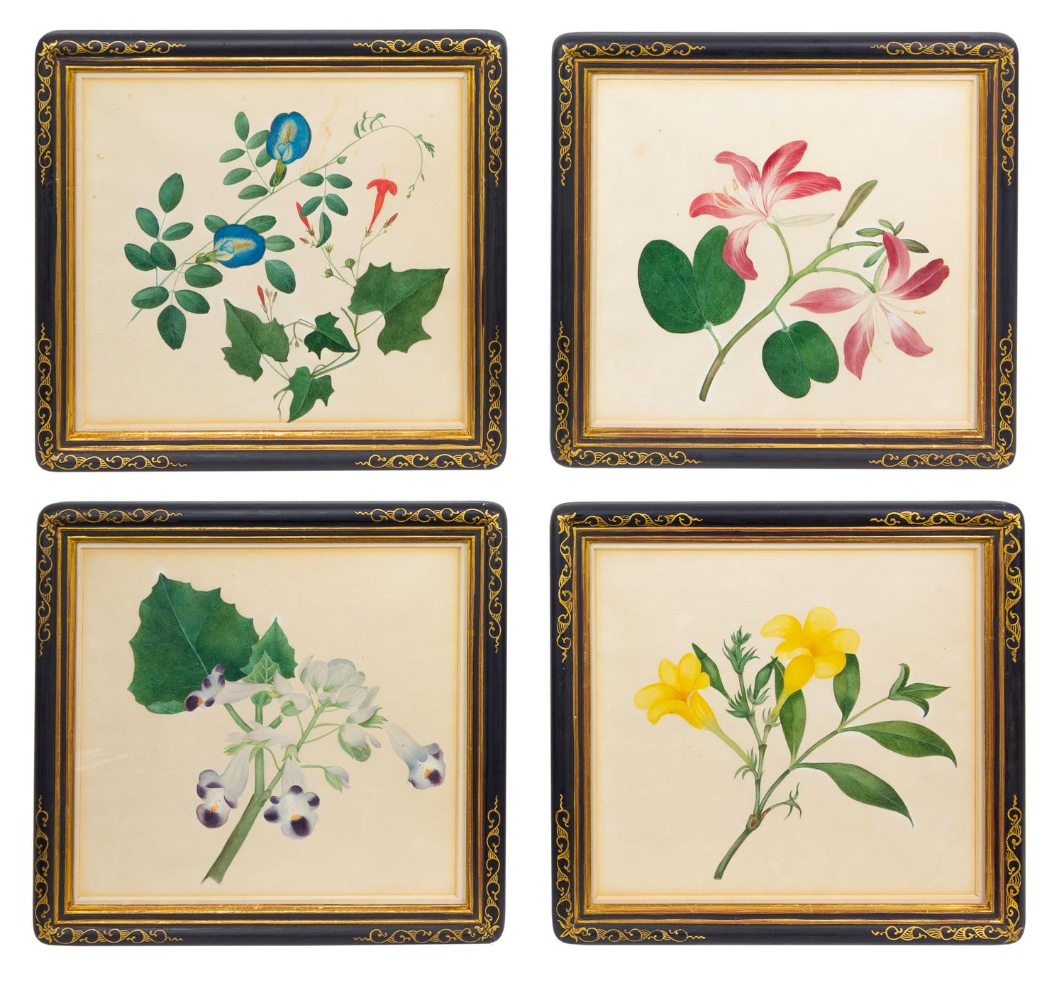 A Set of Four Anglo-Indian Botanical Illustrations Frame: 11 x 12 inches. — CIRCA 1830
