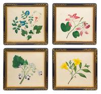 A Set of Four Anglo-Indian Botanical Illustrations Frame: 11 x 12 inches. — CIRCA 1830