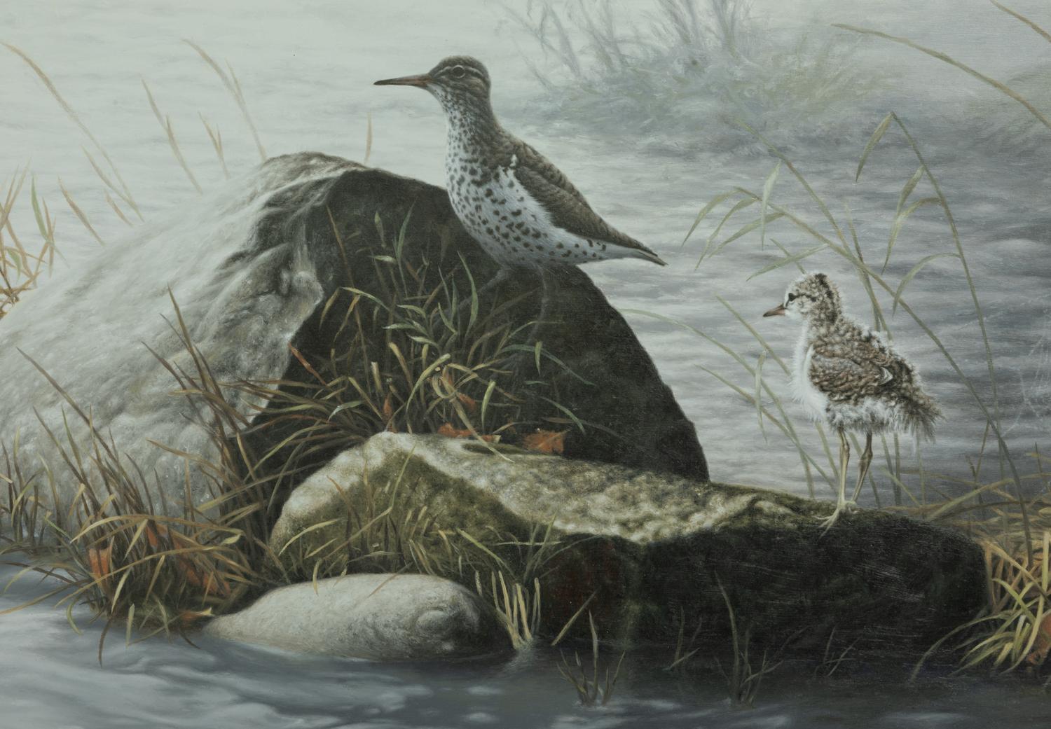Spotted Sandpiper
