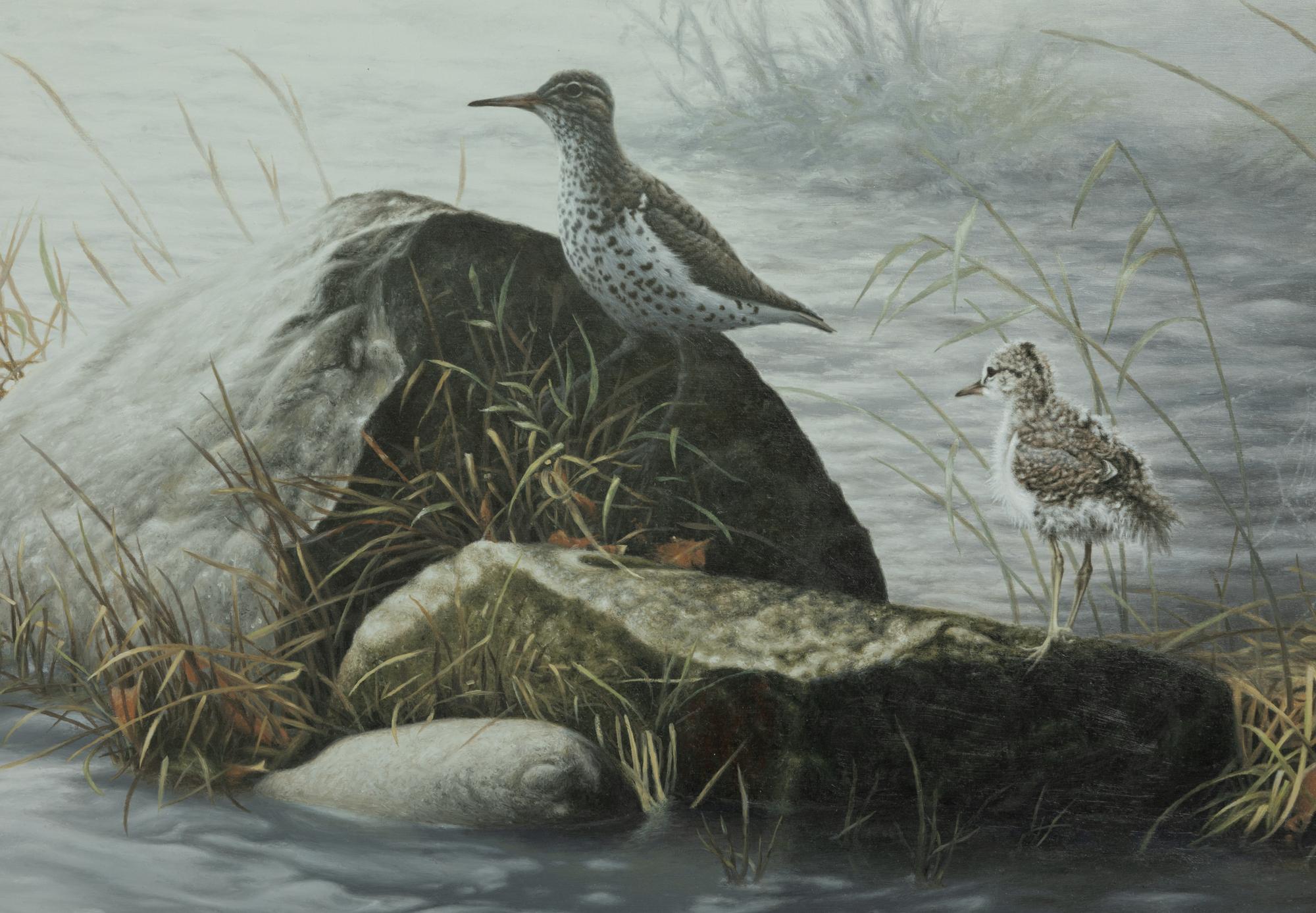 Spotted Sandpiper