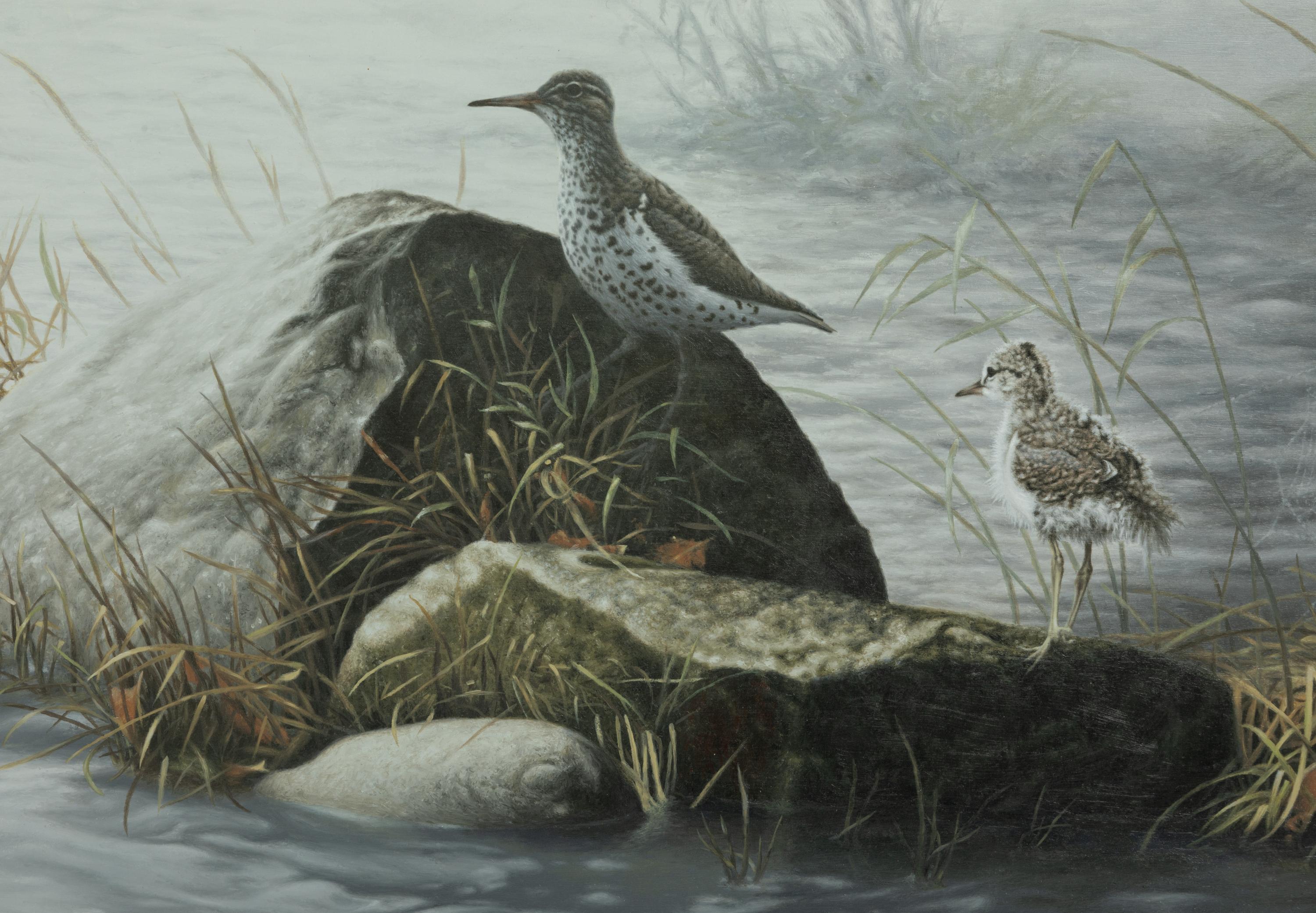 Spotted Sandpiper