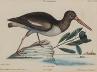 A Set of Four Bird Prints