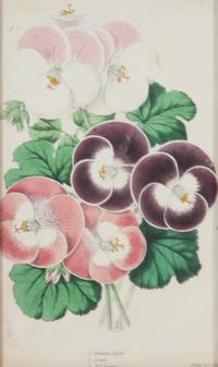 A Group of Seven Botanical Lithographs Height of each plate 8 x width 5 inches. — 20TH CENTURY