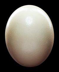 A Large Ostrich Egg (Struthio camelus)
