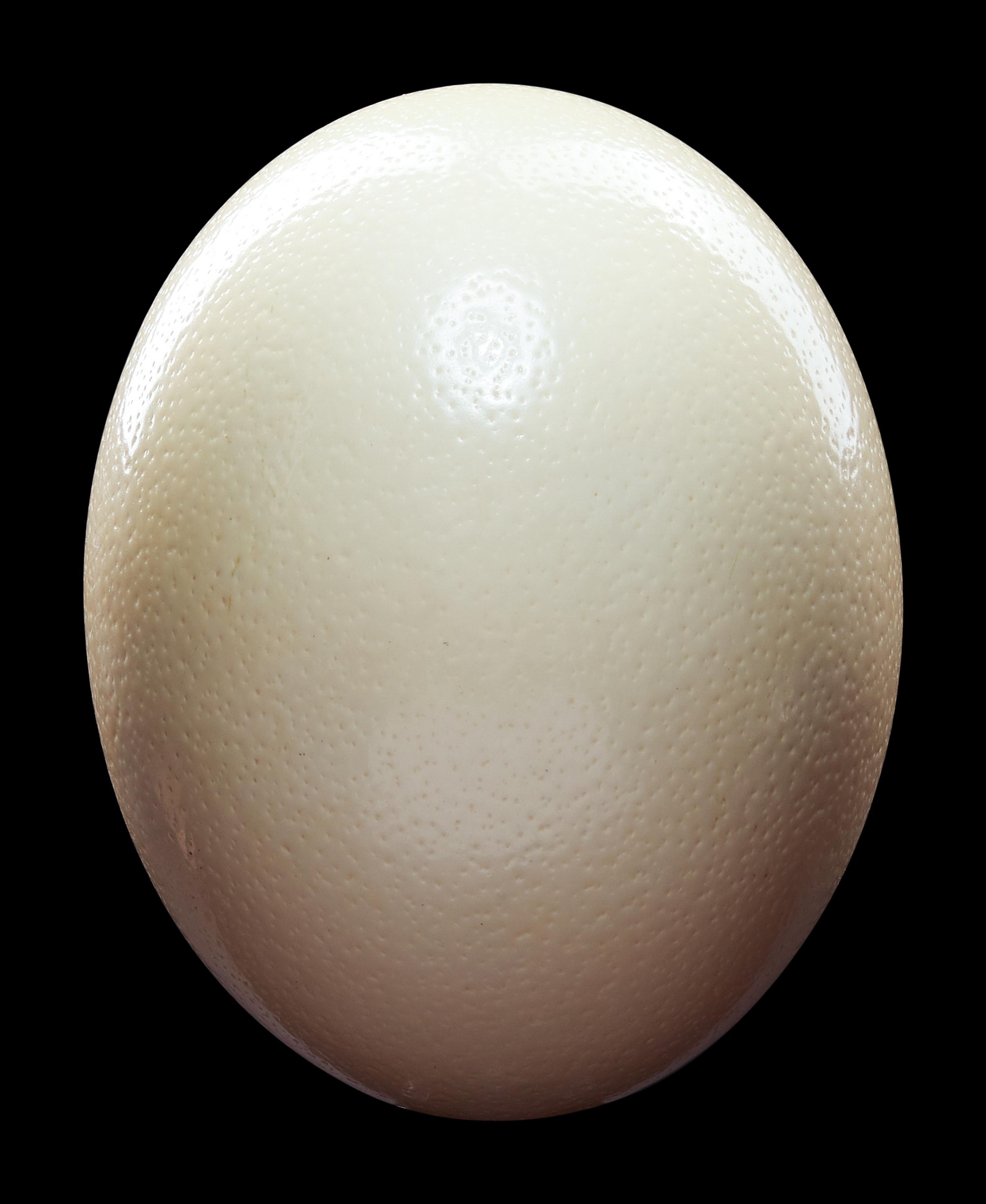 A Large Ostrich Egg (Struthio camelus)