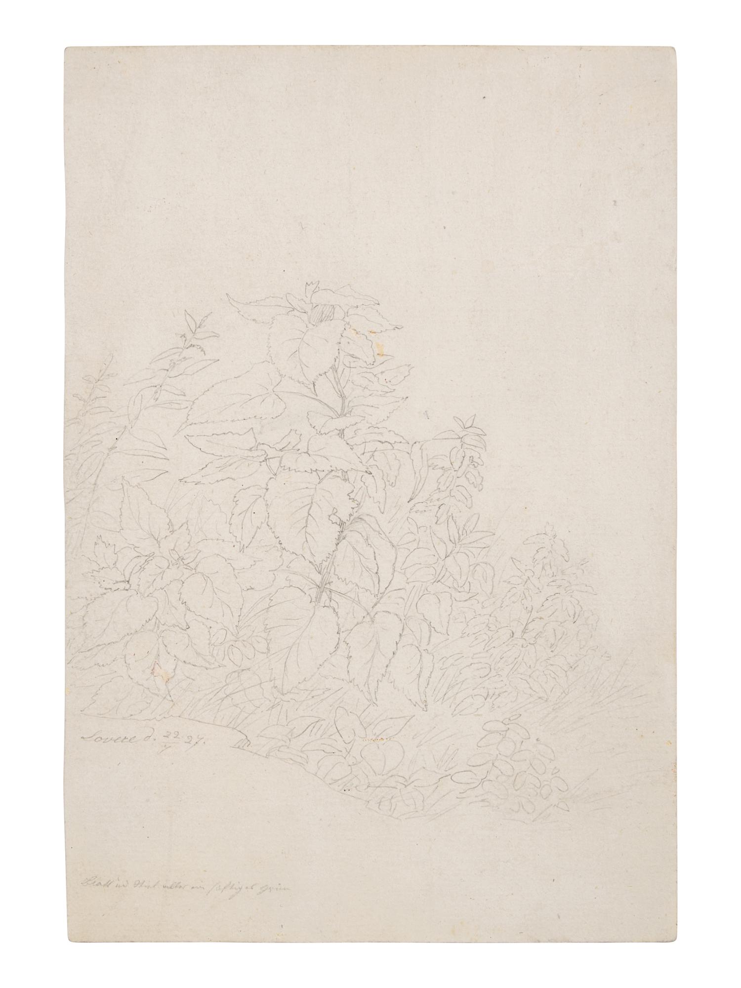 Plant Study in Lovere, 1827
