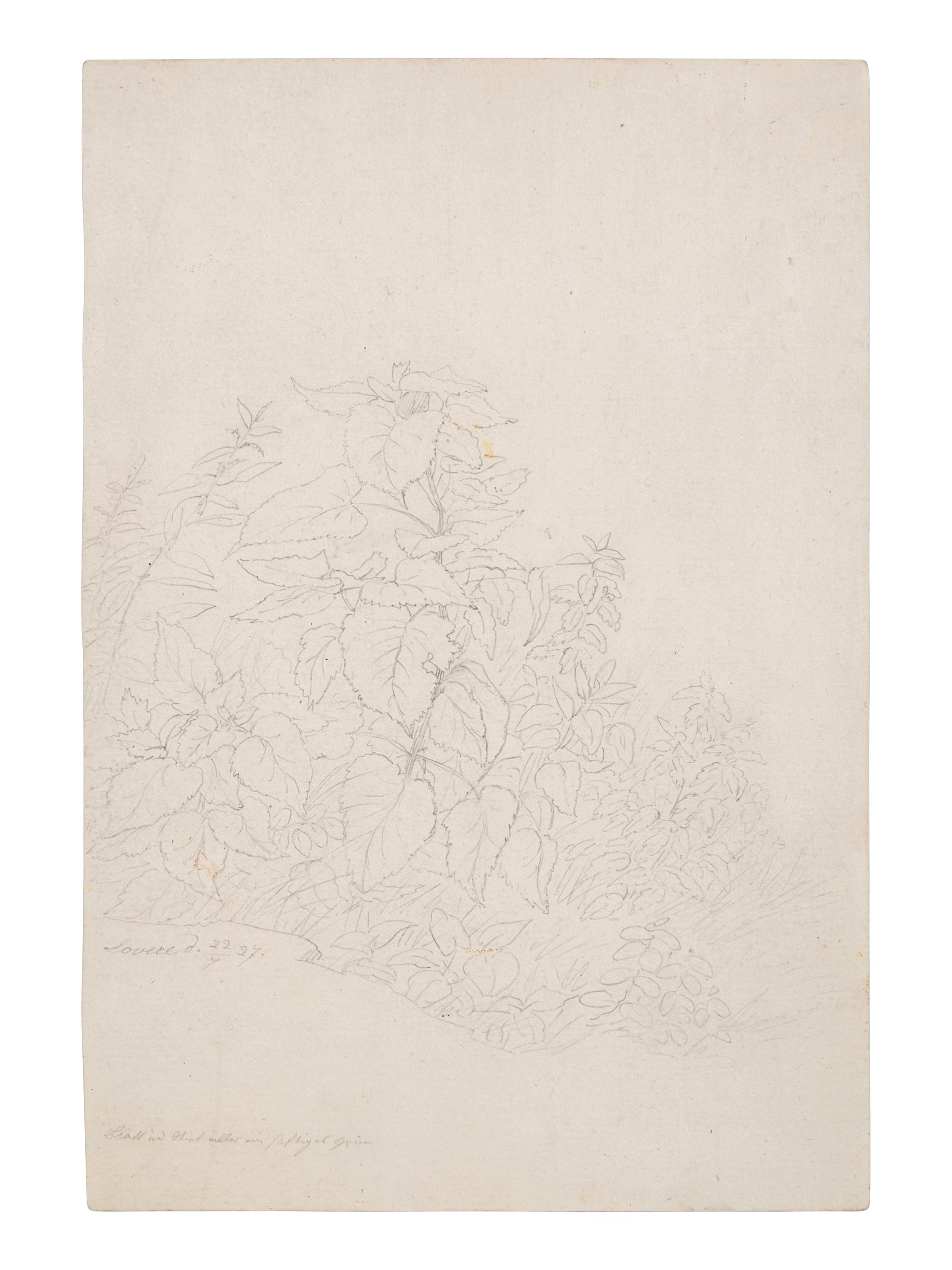 Plant Study in Lovere, 1827