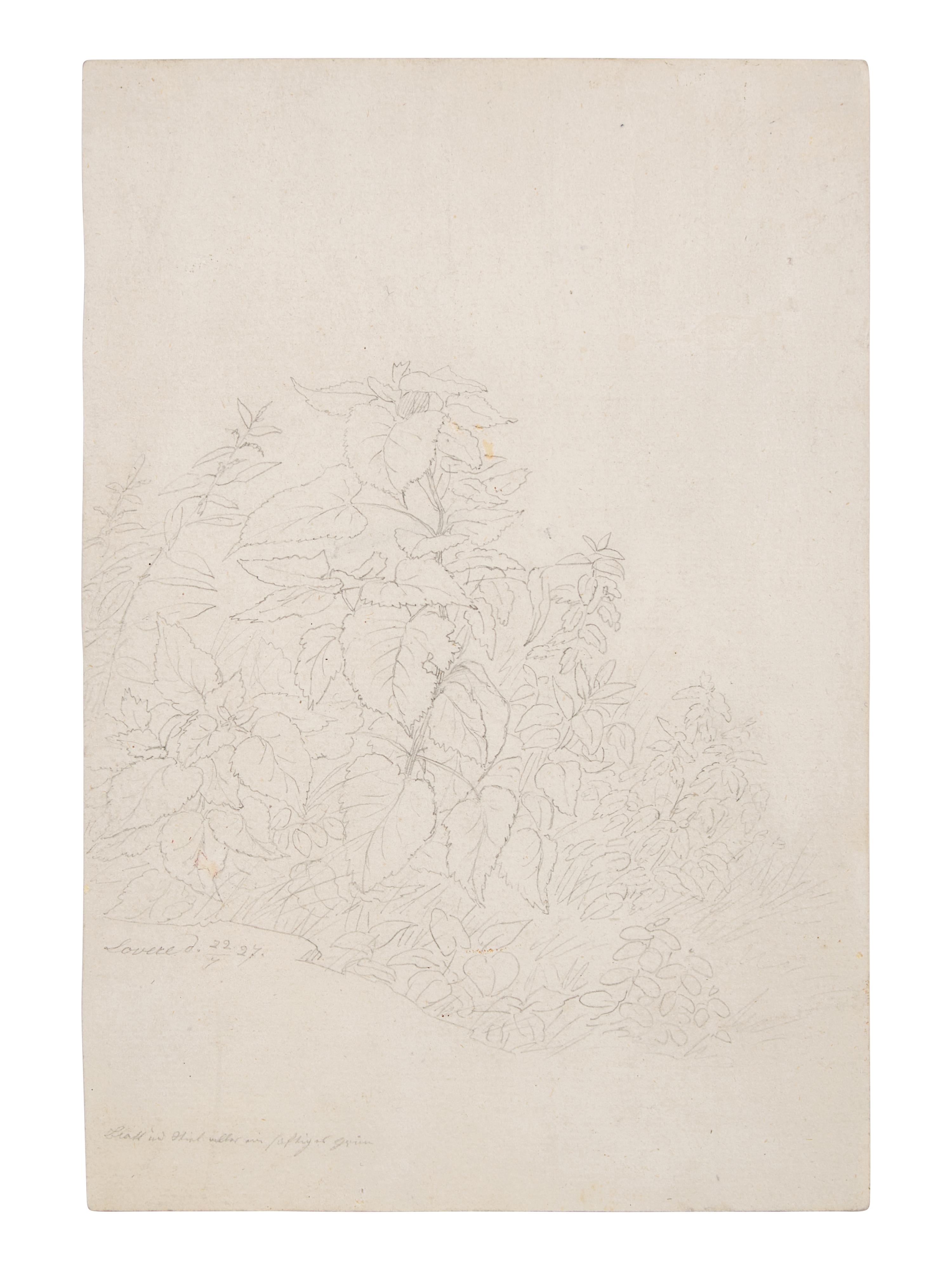 Plant Study in Lovere, 1827