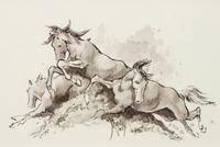 Stampede