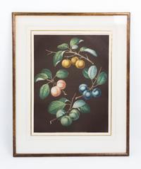 A Collection of Framed Botanical Prints Height of first pair 9 3/4 x width 7 3/4 inches.