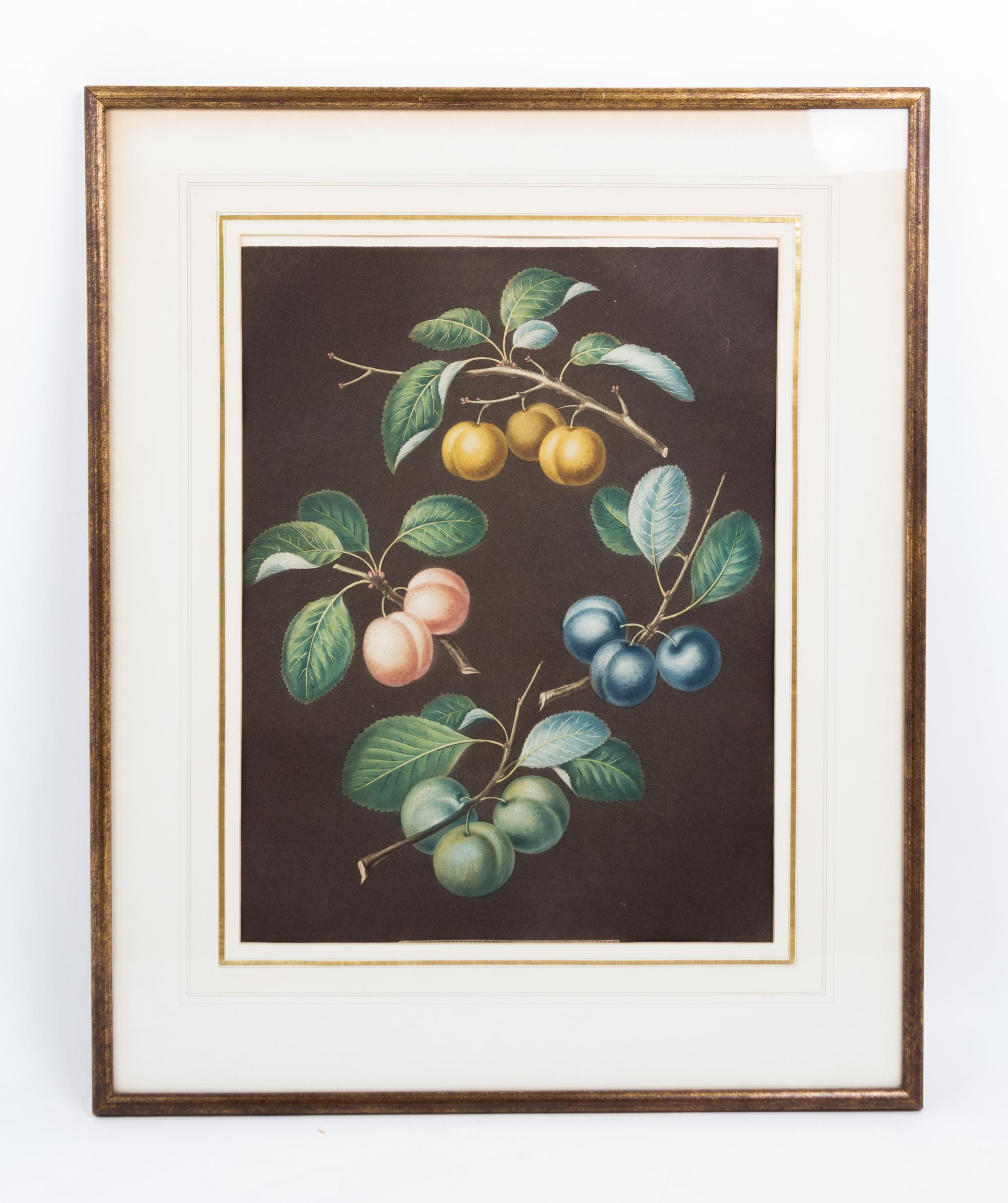 A Collection of Framed Botanical Prints Height of first pair 9 3/4 x width 7 3/4 inches.