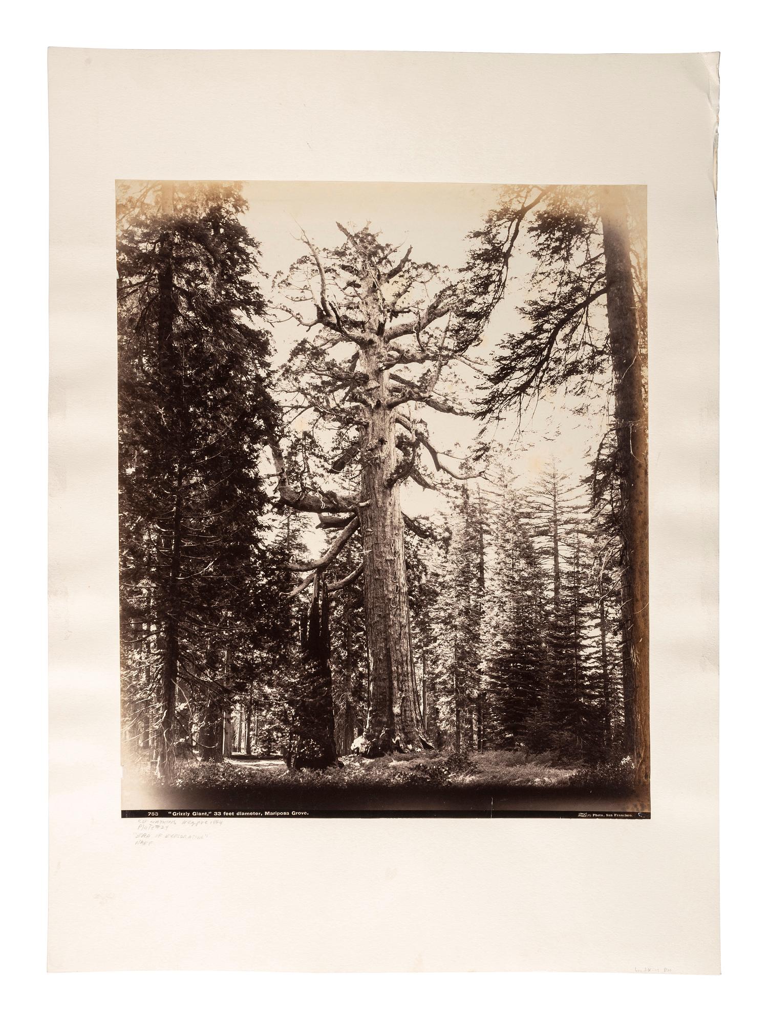[WESTERN AMERICANA]. [WATKINS, Carleton (1829-1916), photographer]. "Grizzly Giant," 33 feet diameter, Mariposa Grove . Mammoth plate photograph. San Francisco, CA: I.W. Taber, printed ca 1880s.