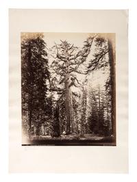 [WESTERN AMERICANA]. [WATKINS, Carleton (1829-1916), photographer]. "Grizzly Giant," 33 feet diameter, Mariposa Grove . Mammoth plate photograph. San Francisco, CA: I.W. Taber, printed ca 1880s.