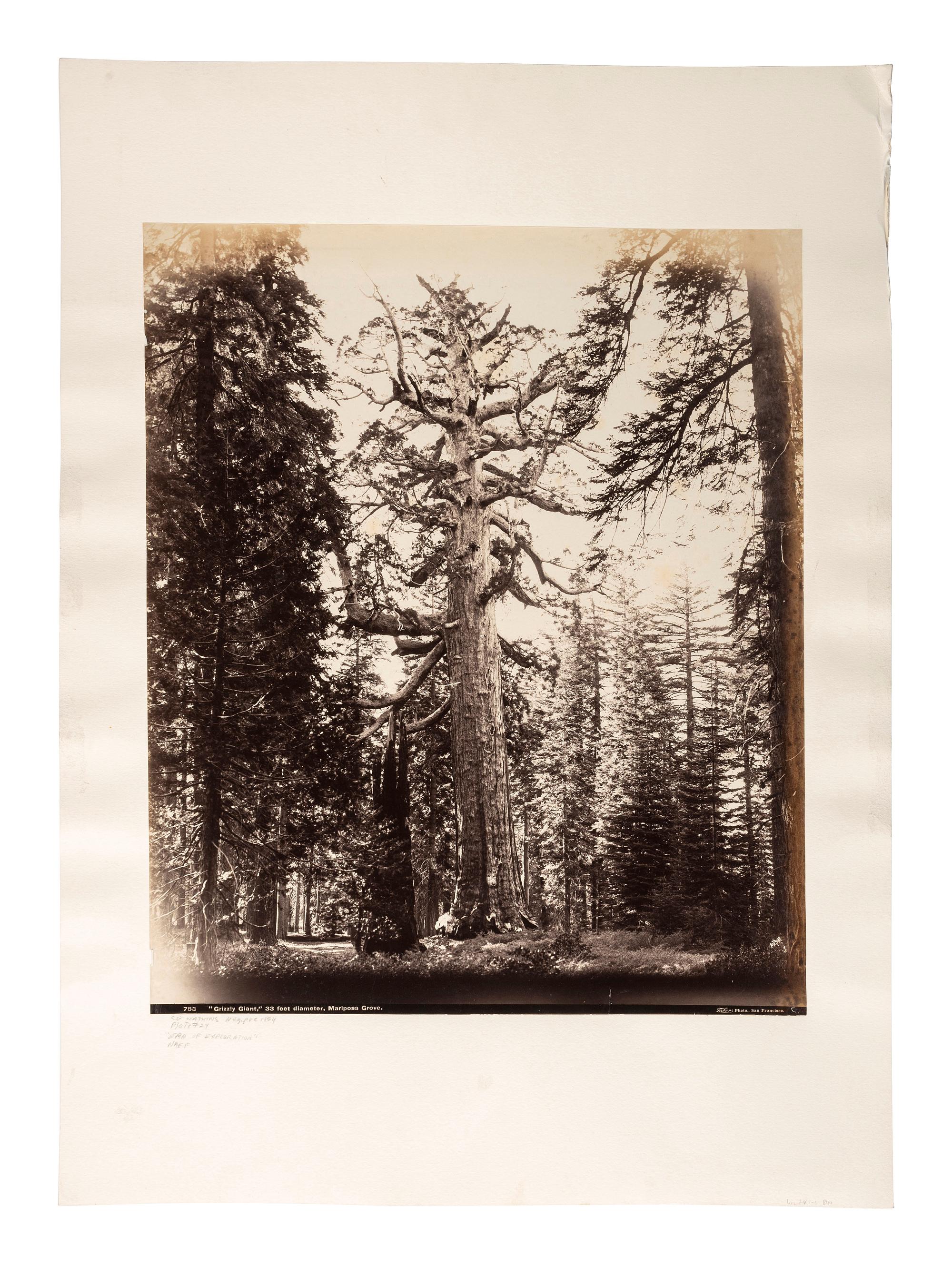 [WESTERN AMERICANA]. [WATKINS, Carleton (1829-1916), photographer]. "Grizzly Giant," 33 feet diameter, Mariposa Grove . Mammoth plate photograph. San Francisco, CA: I.W. Taber, printed ca 1880s.