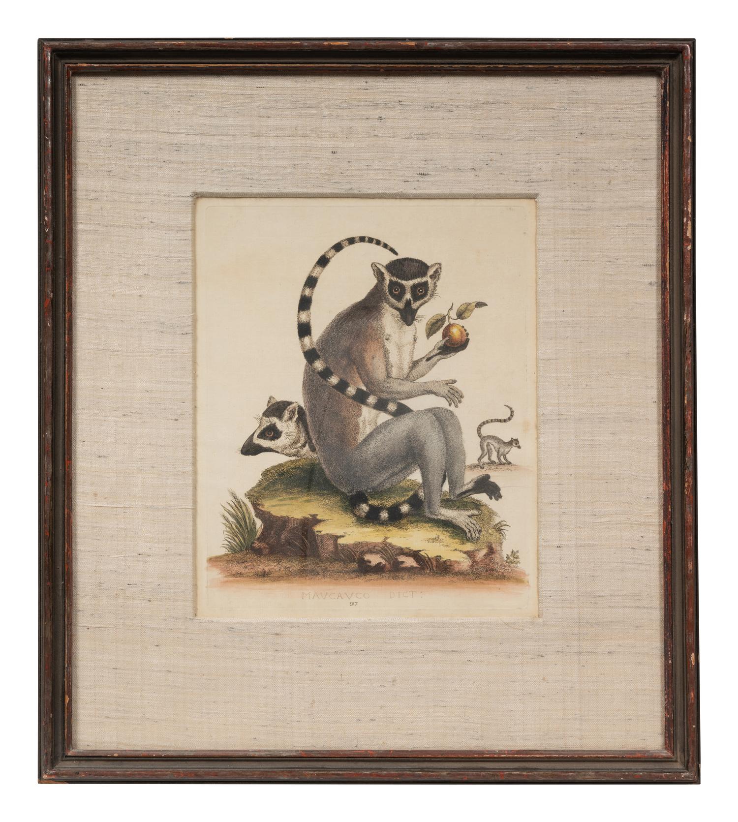 A Group of Six Continental Engravings Depicting Primates (Second Half 19th Century)